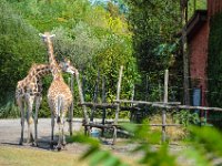 Pessac le zoo 11 08 2018 32  Pessac (33) - Le Zoo - 11 août 2018.