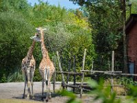 Pessac le zoo 11 08 2018 33  Pessac (33) - Le Zoo - 11 août 2018.