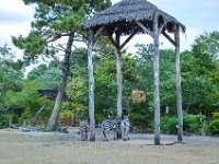 Pessac le zoo 11 08 2018 34  Pessac (33) - Le Zoo - 11 août 2018.