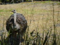 Pessac le zoo 11 08 2018 35  Pessac (33) - Le Zoo - 11 août 2018.