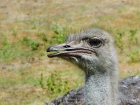 Pessac le zoo 11 08 2018 36  Pessac (33) - Le Zoo - 11 août 2018.