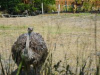 Pessac le zoo 11 08 2018 37  Pessac (33) - Le Zoo - 11 août 2018.