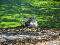 Pessac le zoo 11 08 2018 38  Pessac (33) - Le Zoo - 11 août 2018.