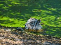 Pessac le zoo 11 08 2018 39  Pessac (33) - Le Zoo - 11 août 2018.
