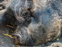 Pessac le zoo 11 08 2018 4  Pessac (33) - Le Zoo - 11 août 2018.