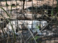 Pessac le zoo 11 08 2018 40  Pessac (33) - Le Zoo - 11 août 2018.