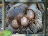 Pessac le zoo 11 08 2018 41  Pessac (33) - Le Zoo - 11 août 2018.