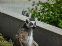 Pessac le zoo 11 08 2018 42  Pessac (33) - Le Zoo - 11 août 2018.