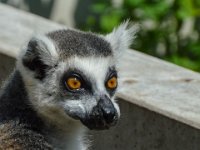 Pessac le zoo 11 08 2018 43  Pessac (33) - Le Zoo - 11 août 2018.