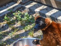 Pessac le zoo 11 08 2018 44  Pessac (33) - Le Zoo - 11 août 2018.