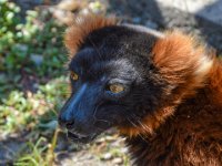 Pessac le zoo 11 08 2018 45  Pessac (33) - Le Zoo - 11 août 2018.