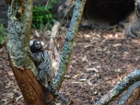 Pessac le zoo 11 08 2018 46  Pessac (33) - Le Zoo - 11 août 2018.