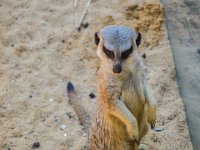 Pessac le zoo 11 08 2018 5  Pessac (33) - Le Zoo - 11 août 2018.