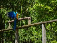 Pessac le zoo 11 08 2018 51  Pessac (33) - Le Zoo - 11 août 2018.