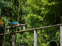 Pessac le zoo 11 08 2018 52  Pessac (33) - Le Zoo - 11 août 2018.
