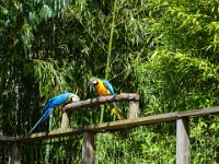 Pessac le zoo 11 08 2018 53  Pessac (33) - Le Zoo - 11 août 2018.