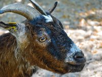 Pessac le zoo 11 08 2018 57  Pessac (33) - Le Zoo - 11 août 2018.