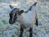 Pessac le zoo 11 08 2018 58  Pessac (33) - Le Zoo - 11 août 2018.