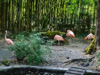 Pessac le zoo 11 08 2018 59  Pessac (33) - Le Zoo - 11 août 2018.