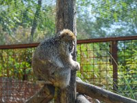 Pessac le zoo 11 08 2018 6  Pessac (33) - Le Zoo - 11 août 2018.
