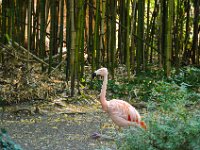 Pessac le zoo 11 08 2018 60  Pessac (33) - Le Zoo - 11 août 2018.