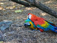Pessac le zoo 11 08 2018 61  Pessac (33) - Le Zoo - 11 août 2018.