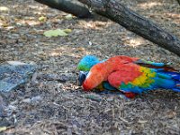 Pessac le zoo 11 08 2018 62  Pessac (33) - Le Zoo - 11 août 2018.