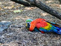 Pessac le zoo 11 08 2018 63  Pessac (33) - Le Zoo - 11 août 2018.