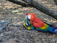 Pessac le zoo 11 08 2018 64  Pessac (33) - Le Zoo - 11 août 2018.