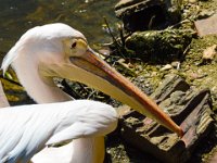 Pessac le zoo 11 08 2018 8  Pessac (33) - Le Zoo - 11 août 2018.