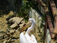 Pessac le zoo 11 08 2018 9  Pessac (33) - Le Zoo - 11 août 2018.