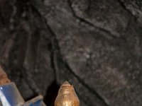 Petite Rosselle mai 2019 47  Petite Rosselle (57) - La mine de charbon - Mai 2019