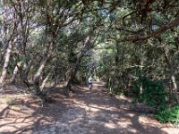 Sur les chemins 1  174  - Porquerolles (Hyères) - 83 - Sur les chemins