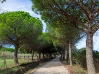 Sur les chemins 12  182  - Porquerolles (Hyères) - 83 - Sur les chemins - Allée des pins