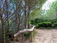 Sur les chemins 8  179  - Porquerolles (Hyères) - 83 -  Sur les chemins