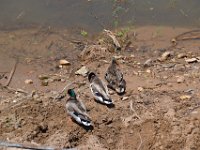 Lac Arena 16 juin 2013 44  Le lac Arena. La famille canards. 16 juin 2013