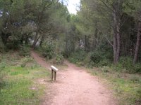 Sous bois 1  Etangs de Villepey.