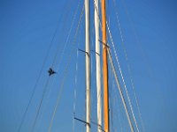 Saint Tropez 10 octobre 2015 207  Saint-Tropez. Présence de 2 rafales pour le meetind aérien de Sainte-Maxime. 10 octobre 2015.