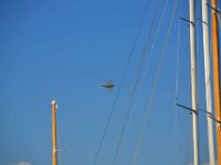 Saint Tropez 10 octobre 2015 210  Saint-Tropez. Présence de 2 rafales pour le meetind aérien de Sainte-Maxime. 10 octobre 2015.