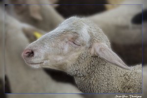 Brebis Mouton