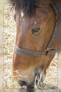 Cheval Cheval