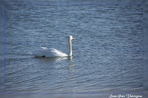 Cygne Cygne
