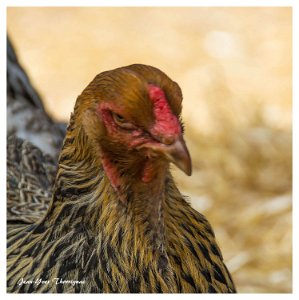 Poule 1 Poule