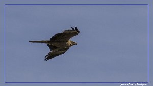Rapace Buse