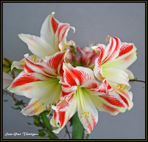 DSC 0001 copie Amaryllis.