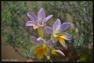 DSC 0010 3 copie Fleurs Freesia.