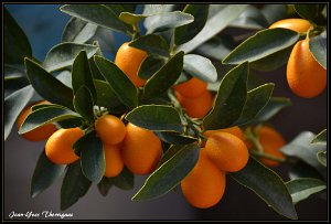 DSC 0022 copie Fruits Kumquat.