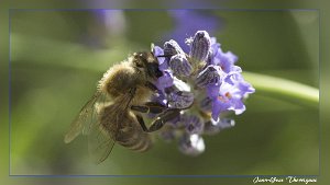 Abeille 2 Abeille (Sigma 105mm macro)