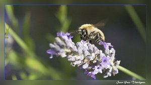 Abeille 3 Abeille (Sigma 105mm macro)