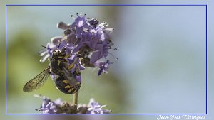 Abeille 4 Abeille (Sigma 105mm macro)